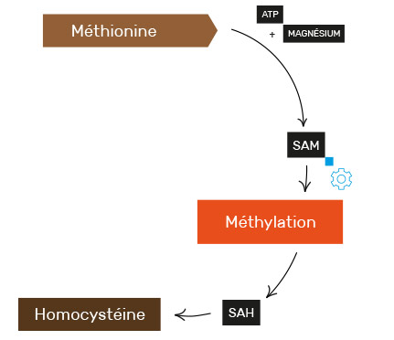 méthylation1